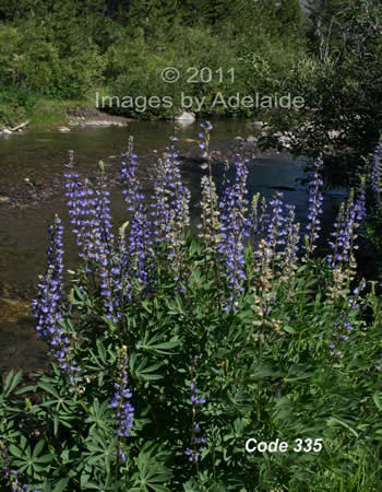 Lupine at Eagle Creek